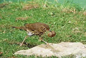Smashing: Song THRUSH - using anvil to crackopen snail shell