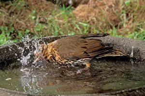 Philomelos: Song THRUSH - using bird bath