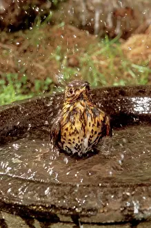 Philomelos: Song THRUSH - using bird bath
