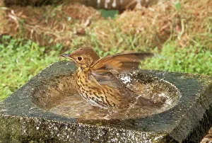 Philomelos: Song THRUSH - using bird bath