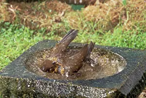 Philomelos: Song THRUSH - using bird bath