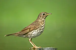 Philomelos: Song Thrush - at woodland pool
