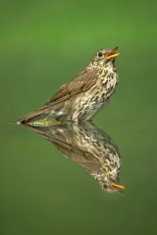 Philomelos: Song Thrush - at woodland pool