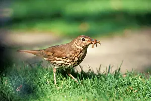 Earthworms: Song THRUSH - with worm
