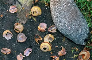 Philomelos: Song Thrush's Anvil - snail shells broken on stone