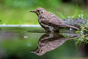 Thrush: SONG TRUSH