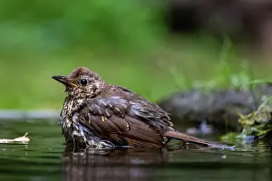 Thrush: SONG TRUSH
