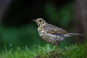 Thrush: SONG TRUSH
