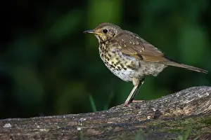 Thrush: SONG TRUSH