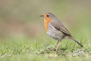Singing: Songbird... Robin (Erithacus rubecula) in spring