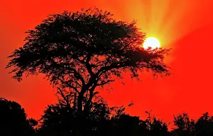 Nile: Sonnenaufgang im Murchison Falls National Park Uganda