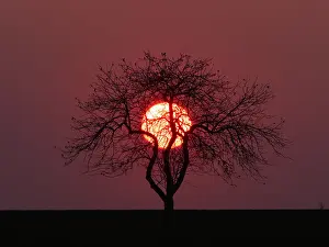 010519: Sonnenuntergang hinter einer Baumgruppe
