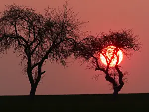 010519: Sonnenuntergang hinter einer Baumgruppe