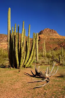 Stenocereus: Sonora Desert - sonoran desert plant community