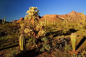 Cholla: Sonora Desert - sonoran desert plant community