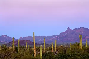 Ocotillo: Sonora Desert - sonoran desert plant community