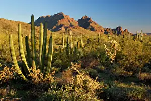 Cholla: Sonora Desert - sonoran desert plant community