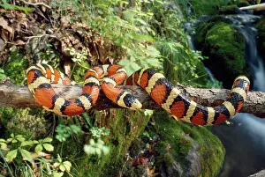 Kingsnake: Sonora Mountain KINGSNAKE