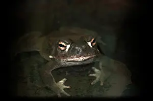 Alvarius: Sonora Toad