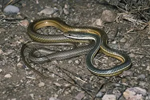 Masticophis: Sonora Whipsnake