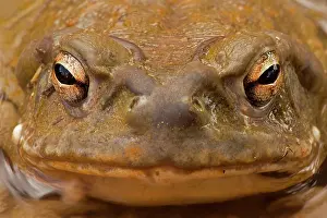 Alvarius: Sonoran Desert / Colorado River Toad - Close-up of face