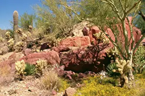 Cholla: Sonoran Desert - Saruaro Cactus, Cholla Cactus