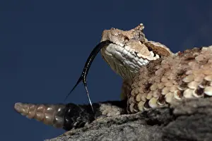 Cerastes: Sonoran Desert Sidewinder (Crotalus cerastes) - Arizona USA