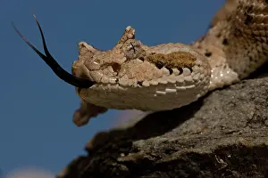 Cerastes: Sonoran Desert Sidewinder (Crotalus cerastes) - Arizona USA