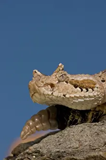 Cerastes: Sonoran Desert Sidewinder / Horned Rattlesnake