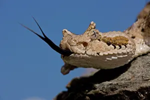 Cerastes: Sonoran Desert Sidewinder / Horned Rattlesnake