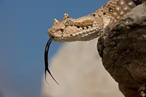 Cerastes: Sonoran Desert Sidewinder / Horned Rattlesnake