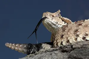 Cerastes: Sonoran Desert Sidewinder / Horned Rattlesnake