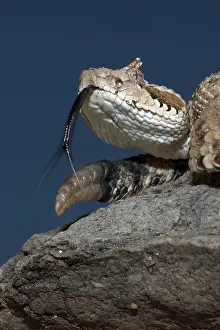 Cerastes: Sonoran Desert Sidewinder / Horned Rattlesnake