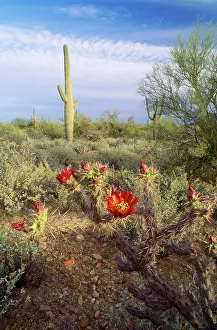 Cholla: Sonoran Desert - Staghorn Cholla & Saruaro Cactus