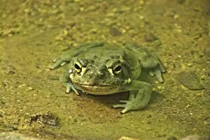 Alvarius: Sonoran Desert Toad