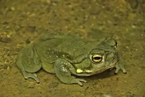 Alvarius: Sonoran Desert Toad