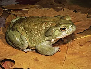 Alvarius: Sonoran Desert Toad