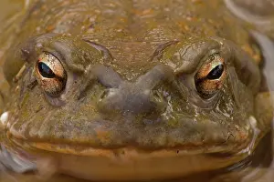 Released: Sonoran Desert Toad (Bufo alvarius) - Close-up -