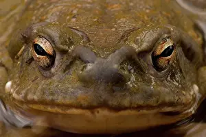 Bufo: Sonoran Desert Toad (Bufo alvarius) - Close-up - Sonoran Des