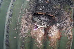 Gopher: Sonoran Gopher Snake