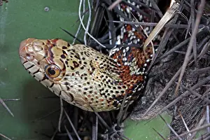 Gopher: Sonoran Gopher Snake Head - on cactus