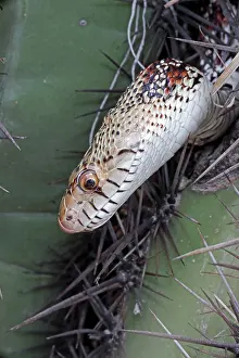 Gopher: Sonoran Gopher Snake Head - on cactus