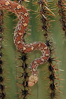 Gopher: Sonoran Gopher Snake Head - crawling on Saguaro Cactus