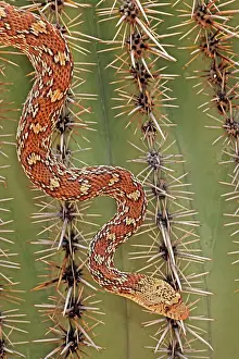 Gopher: Sonoran Gopher Snake Head - crawling on Saguaro Cactus