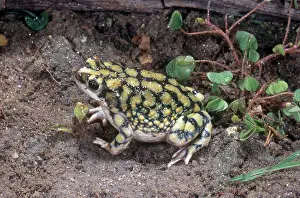 Anaxyrus: Sonoran Green Toad