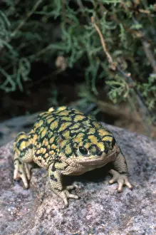 Anaxyrus: Sonoran Green Toad