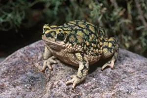 Anaxyrus: Sonoran Green Toad