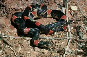 Arizonan: Sonoran long-nosed snake