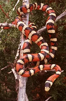 Kingsnake: Sonoran Mountain Kingsnake