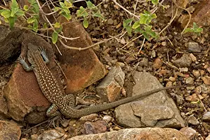 Cnemidophorus: Sonoran Spotted Whiptail